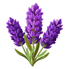 Fototapeta premium Vibrant purple lupine flowers with lush green foliage standing out boldly against a stark white background for a striking contrast