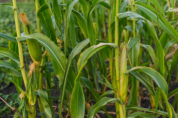 Obraz premium Corn plant growing in field, symbolizing agriculture and natural growth. corn plant importance of sustainable agriculture in providing food and resources.