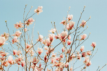 Blooming magnolia blossoms against a clear blue sky in springtime radiance
