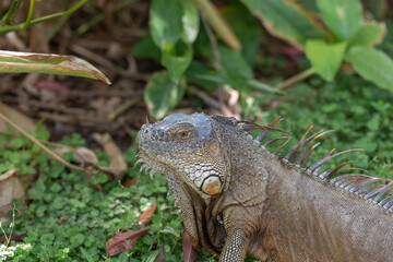 Common Iguana Resting in Nature