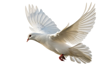 Photograph of a white dove with its wings spread. Clipped image.