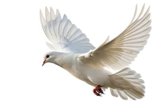 Photograph of a white dove with its wings spread. Clipped image.