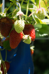 frutillas silvestres verdes y rojas