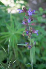 Flor de Salvia