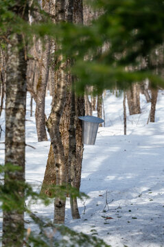 In the heart of spring, workers gather sap from maple trees in a serene forest blanketed by fresh snow. Silver buckets hang from sturdy trunks, embodying the age-old tradition of maple sugar productio