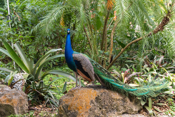 Naklejka premium Vibrant peacock displaying its iridescent feathers