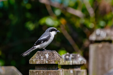 Loggerhead shrike on fence