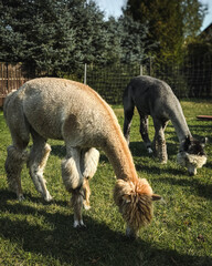 Alpaka, zwierzę hodowlane . Hodowla alpak. 