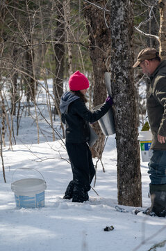 A joyful activity unfolds in the tranquil woods as individuals gather maple sugar water. Surrounded by snow-dusted trees, their warm attire contrasts with the crisp winter air.