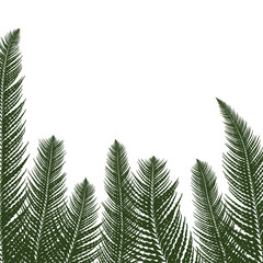 Illustration of Fern Leaves. Isolated, cut out png Illustration