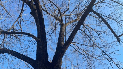 Majestic bare branches stretch against the clear blue sky on a tranquil winter day in a peaceful...