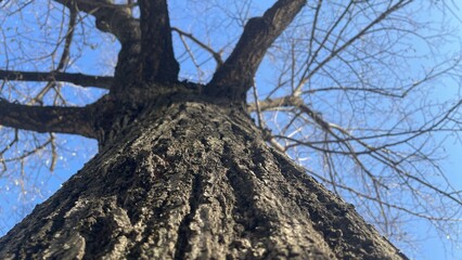 Majestic oak stands tall against the clear blue sky on a calm winter day © Antony