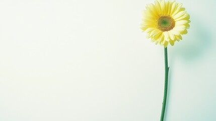 Vibrant yellow flower on pure white background, a captivating closeup single