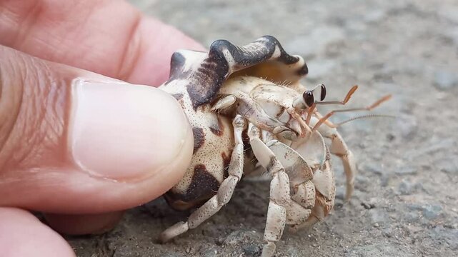 Hermit crabs (Paguroidea) can be kept as pets, but because these crabs use the shells of other mollusks as their homes, as they age they will need new shells that can accommodate their bodies.