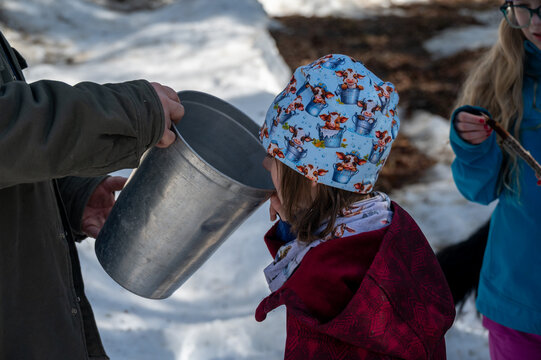 Amidst the snow-covered forest, a child eagerly waits as an adult pours fresh maple sap into a metal bucket. The chilly spring air embraces them, echoing the timeless tradition of maple sugar water co