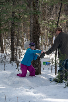 In the heart of early spring, an adult and a child work together to collect maple sugar water in a tranquil forest.