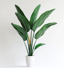 Strelitzia Plant with Large Leaves in White Pot Against Plain Background