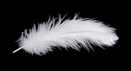 Obraz premium Pena de pássaro branca e delicada contra um fundo escuro, mostrando a textura suave da pena. Esta imagem destaca a beleza única de uma pena de pássaro branca e fofa em foco suave