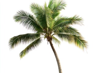 Isolated Palm Tree on White Background for Summer Vacation Projects
