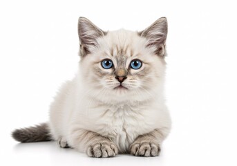Fototapeta premium British kitten on white background