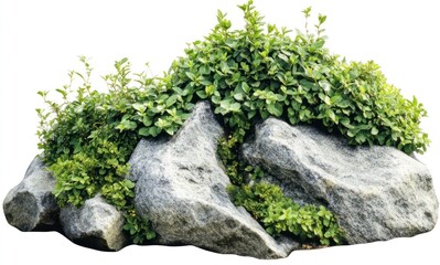Green Plants Growing on Stone Rocks for Outdoor Landscaping Projects