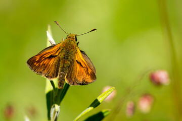 Rostfarbiger Dickkopffalter (Ochlodes sylvanus)