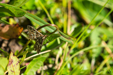 Buchstaben-Zünsler (Diasemia reticularis)