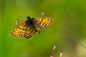 Wachtelweizen-Scheckenfalter (Melitaea athalia)