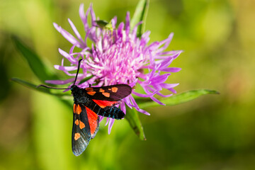 Großes Fünffleck-Widderchen (Zygaena linicerae)	
