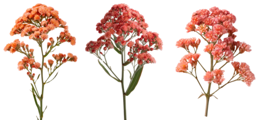 Beautiful clusters of colorful flowers, perfect for floral arrangements and decorations.