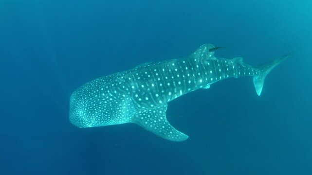 A large, filter-feeding whale shark, Rhincodon typus, slowly swims in shallow water near Gorontolo, Indonesia. This beautiful, tropical shark is considered an endangered species.