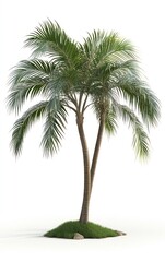 Obraz premium Isolated Palm Tree on a Small Grassy Mound Against White Background