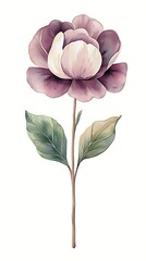 Watercolor Purple Flower Stem for White Background.