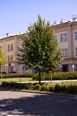 Beautiful green tree on the street. Park in the city. Sunlit tree on the city street. Summer in the city. Street on a sunny day.