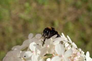 bumblebee pollinating hydrangea