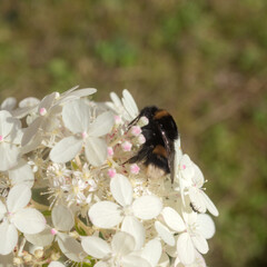 bumblebee pollinating hydrangea in the garden