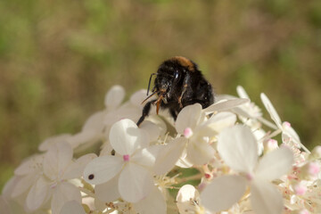 bumblebee on white hydrangea