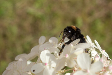 bumblebee on white hydrangea in the garden