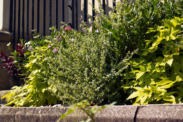 Obraz premium Decorative flowerbed with flowers illuminated by sunlight. Plants in natural sunlight. Flowerbed by the sidewalk in the park. Summer, summer season, plants.