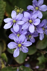 Violet Hepatica nobilis flower in bloom, showing delicate petals and natural beauty in a woodland setting. A serene and vibrant wildflower, perfect for spring, botanical themes, and nature-inspired de
