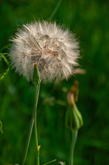 A detailed image showcasing the fragile beauty of a Goat's Beard seed head amidst lush greenery in a sunny meadow. Symbolizing growth, nature, and serenity.