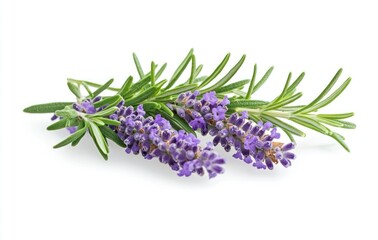 Fototapeta premium Close-up of Blooming Lavender Sprigs with Green Rosemary Isolated on White