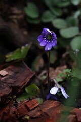 Violet Hepatica nobilis flower in bloom, showing delicate petals and natural beauty in a woodland...