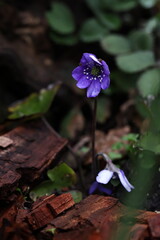 Violet Hepatica nobilis flower in bloom, showing delicate petals and natural beauty in a woodland...