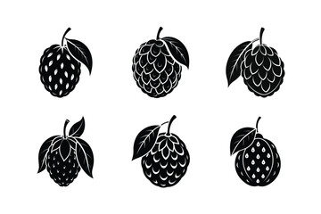 Noni – Morinda citrifolia silhouette vector illustration