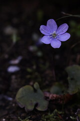 Violet Hepatica nobilis flower in bloom, showing delicate petals and natural beauty in a woodland...