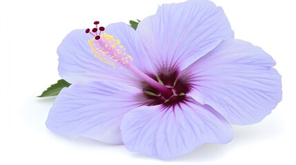 Close-Up of a Delicate Purple Hibiscus Flower with Intricate Petals Against a White Background
