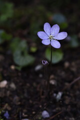 Violet Hepatica nobilis flower in bloom, showing delicate petals and natural beauty in a woodland...