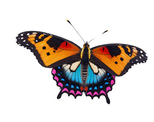 Naklejka premium Vivid butterfly with multicolored wings fluttering elegantly isolated