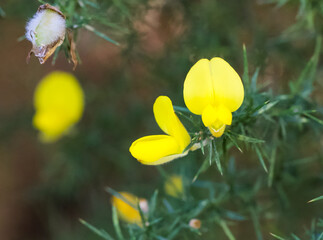 Beautiful close-up of ulex europaeus